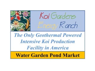 The Only Geothermal Powered
Intensive Koi Production
Facility in America
Water Garden Pond Market
 