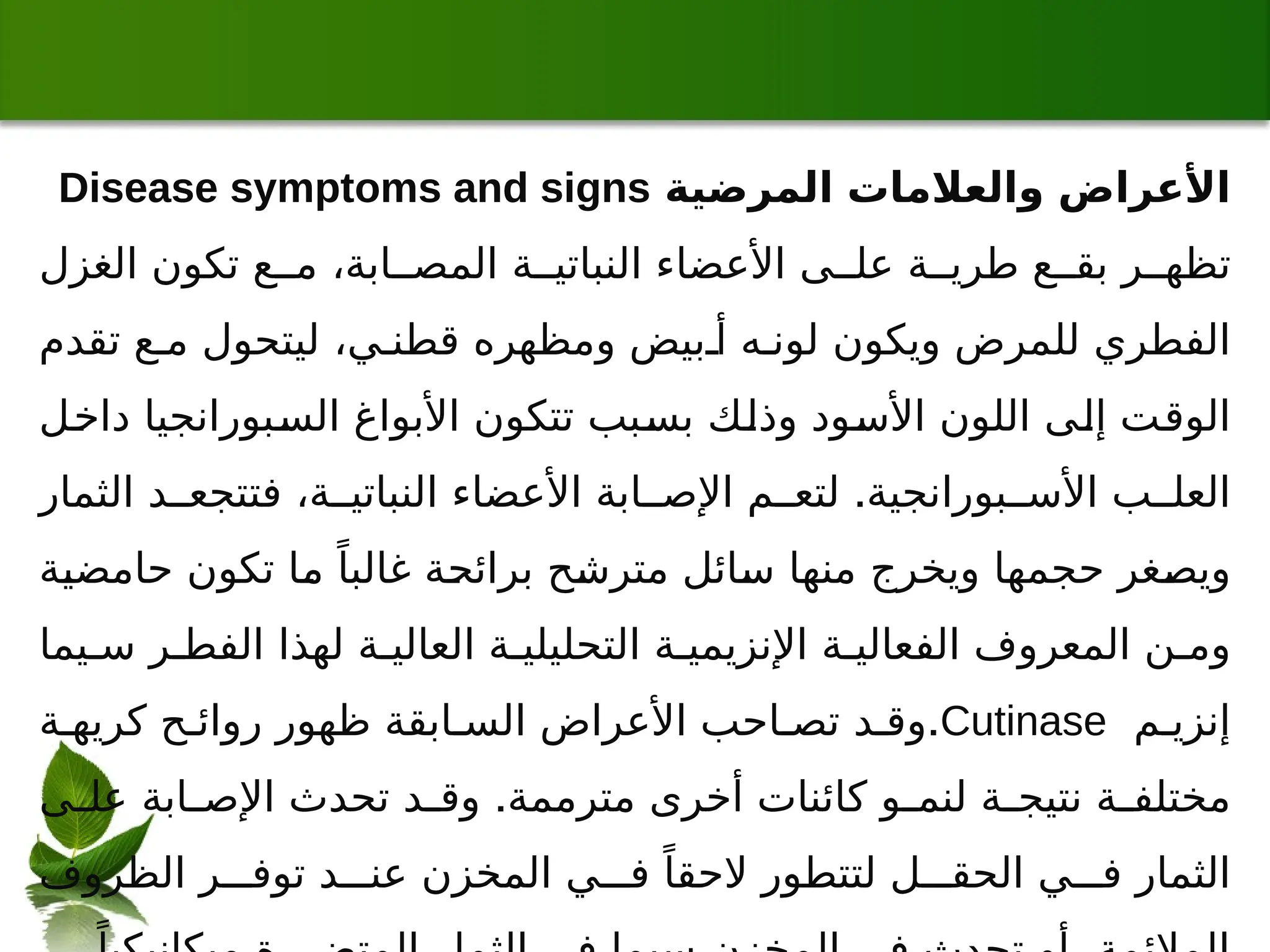 ‫المرضية‬ ‫والعالمات‬ ‫األعراض‬
Disease symptoms and signs
‫الغزل‬ ‫تكون‬ ‫ع‬ ‫م‬ ،‫ابة‬ ‫المص‬ ‫ة‬ ‫النباتي‬ ‫األعضاء‬ ‫ى‬ ‫عل‬ ‫ة‬ ‫طري‬ ‫ع‬ ‫بق‬ ‫ر‬ ‫تظه‬
‫تقدم‬ ‫ع‬ ‫م‬ ‫ليتحول‬ ،‫ي‬ ‫قطن‬ ‫ومظهره‬ ‫بيض‬ ‫أ‬ ‫ه‬ ‫لون‬ ‫ويكون‬ ‫للمرض‬ ‫الفطري‬
‫داخل‬ ‫السبورانجيا‬ ‫األبواغ‬ ‫تتكون‬ ‫بسبب‬ ‫وذلك‬ ‫األسود‬ ‫اللون‬ ‫إلى‬ ‫الوقت‬
.
‫الثمار‬ ‫د‬ ‫فتتجع‬ ،‫ة‬ ‫النباتي‬ ‫األعضاء‬ ‫ابة‬ ‫اإلص‬ ‫م‬ ‫لتع‬ ‫بورانجية‬ ‫األس‬ ‫ب‬ ‫العل‬
‫حامضية‬ ‫تكون‬ ‫ما‬ ً‫غالبا‬ ‫برائحة‬ ‫مترشح‬ ‫سائل‬ ‫منها‬ ‫ويخرج‬ ‫حجمها‬ ‫ويصغر‬
‫يما‬ ‫س‬ ‫ر‬ ‫الفط‬ ‫لهذا‬ ‫ة‬ ‫العالي‬ ‫ة‬ ‫التحليلي‬ ‫ة‬ ‫اإلنزيمي‬ ‫ة‬ ‫الفعالي‬ ‫المعروف‬ ‫ن‬ ‫وم‬
‫م‬ ‫إنزي‬
Cutinase
.
‫ة‬ ‫كريه‬ ‫ح‬ ‫روائ‬ ‫ظهور‬ ‫ابقة‬ ‫الس‬ ‫األعراض‬ ‫احب‬ ‫تص‬ ‫د‬ ‫وق‬
.
‫ى‬ ‫عل‬ ‫ابة‬ ‫اإلص‬ ‫تحدث‬ ‫د‬ ‫وق‬ ‫مترممة‬ ‫أخرى‬ ‫كائنات‬ ‫و‬ ‫لنم‬ ‫ة‬ ‫نتيج‬ ‫ة‬ ‫مختلف‬
‫الظروف‬ ‫ر‬ ‫توف‬ ‫د‬ ‫عن‬ ‫المخزن‬ ‫ي‬ ‫ف‬ ً‫الحقا‬ ‫لتتطور‬ ‫ل‬ ‫الحق‬ ‫ي‬ ‫ف‬ ‫الثمار‬
 