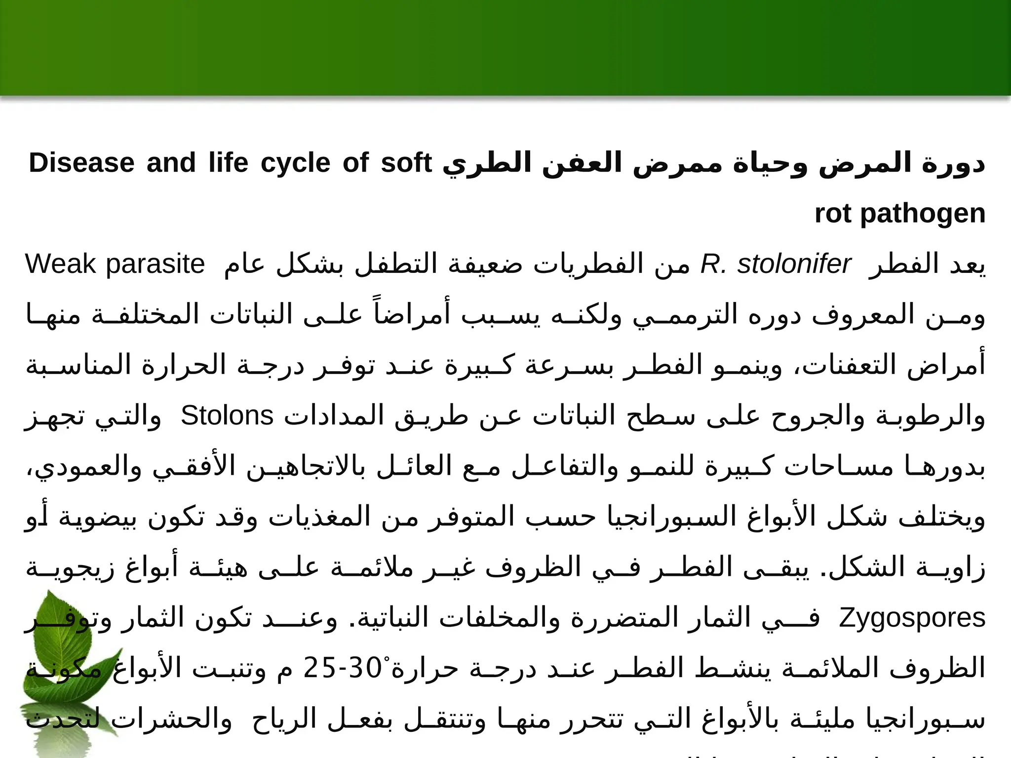 ‫الطري‬ ‫العفن‬ ‫ممرض‬ ‫وحياة‬ ‫المرض‬ ‫دورة‬
Disease and life cycle of soft
rot pathogen
‫الفطر‬ ‫يعد‬
R. stolonifer
‫عام‬ ‫بشكل‬ ‫التطفل‬ ‫ضعيفة‬ ‫الفطريات‬ ‫من‬
Weak parasite
‫ا‬ ‫منه‬ ‫ة‬ ‫المختلف‬ ‫النباتات‬ ‫ى‬ ‫عل‬ ً‫أمراضا‬ ‫بب‬ ‫يس‬ ‫ه‬ ‫ولكن‬ ‫ي‬ ‫الترمم‬ ‫دوره‬ ‫المعروف‬ ‫ن‬ ‫وم‬
‫بة‬ ‫المناس‬ ‫الحرارة‬ ‫ة‬ ‫درج‬ ‫ر‬ ‫توف‬ ‫د‬ ‫عن‬ ‫بيرة‬ ‫ك‬ ‫رعة‬ ‫بس‬ ‫ر‬ ‫الفط‬ ‫و‬ ‫وينم‬ ،‫التعفنات‬ ‫أمراض‬
‫المدادات‬ ‫ق‬ ‫طري‬ ‫ن‬ ‫ع‬ ‫النباتات‬ ‫طح‬ ‫س‬ ‫ى‬ ‫عل‬ ‫والجروح‬ ‫ة‬ ‫والرطوب‬
Stolons
‫ز‬ ‫تجه‬ ‫ي‬ ‫والت‬
،‫والعمودي‬ ‫ي‬ ‫األفق‬ ‫ن‬ ‫باالتجاهي‬ ‫ل‬ ‫العائ‬ ‫ع‬ ‫م‬ ‫ل‬ ‫والتفاع‬ ‫و‬ ‫للنم‬ ‫بيرة‬ ‫ك‬ ‫احات‬ ‫مس‬ ‫ا‬ ‫بدوره‬
‫أو‬ ‫بيضوية‬ ‫تكون‬ ‫وقد‬ ‫المغذيات‬ ‫من‬ ‫المتوفر‬ ‫حسب‬ ‫السبورانجيا‬ ‫األبواغ‬ ‫شكل‬ ‫ويختلف‬
.
‫ة‬ ‫زيجوي‬ ‫أبواغ‬ ‫ة‬ ‫هيئ‬ ‫ى‬ ‫عل‬ ‫ة‬ ‫مالئم‬ ‫ر‬ ‫غي‬ ‫الظروف‬ ‫ي‬ ‫ف‬ ‫ر‬ ‫الفط‬ ‫ى‬ ‫يبق‬ ‫الشكل‬ ‫ة‬ ‫زاوي‬
Zygospores
.
‫ر‬ ‫وتوف‬ ‫الثمار‬ ‫تكون‬ ‫د‬ ‫وعن‬ ‫النباتية‬ ‫والمخلفات‬ ‫المتضررة‬ ‫الثمار‬ ‫ي‬ ‫ف‬
°‫حرارة‬ ‫ة‬ ‫درج‬ ‫د‬ ‫عن‬ ‫ر‬ ‫الفط‬ ‫ط‬ ‫ينش‬ ‫ة‬ ‫المالئم‬ ‫الظروف‬
30
-
25
‫ة‬ ‫مكون‬ ‫األبواغ‬ ‫ت‬ ‫وتنب‬ ‫م‬
‫لتحدث‬ ‫والحشرات‬ ‫الرياح‬ ‫ل‬ ‫بفع‬ ‫ل‬ ‫وتنتق‬ ‫ا‬ ‫منه‬ ‫تتحرر‬ ‫ي‬ ‫الت‬ ‫باألبواغ‬ ‫ة‬ ‫مليئ‬ ‫بورانجيا‬ ‫س‬
 