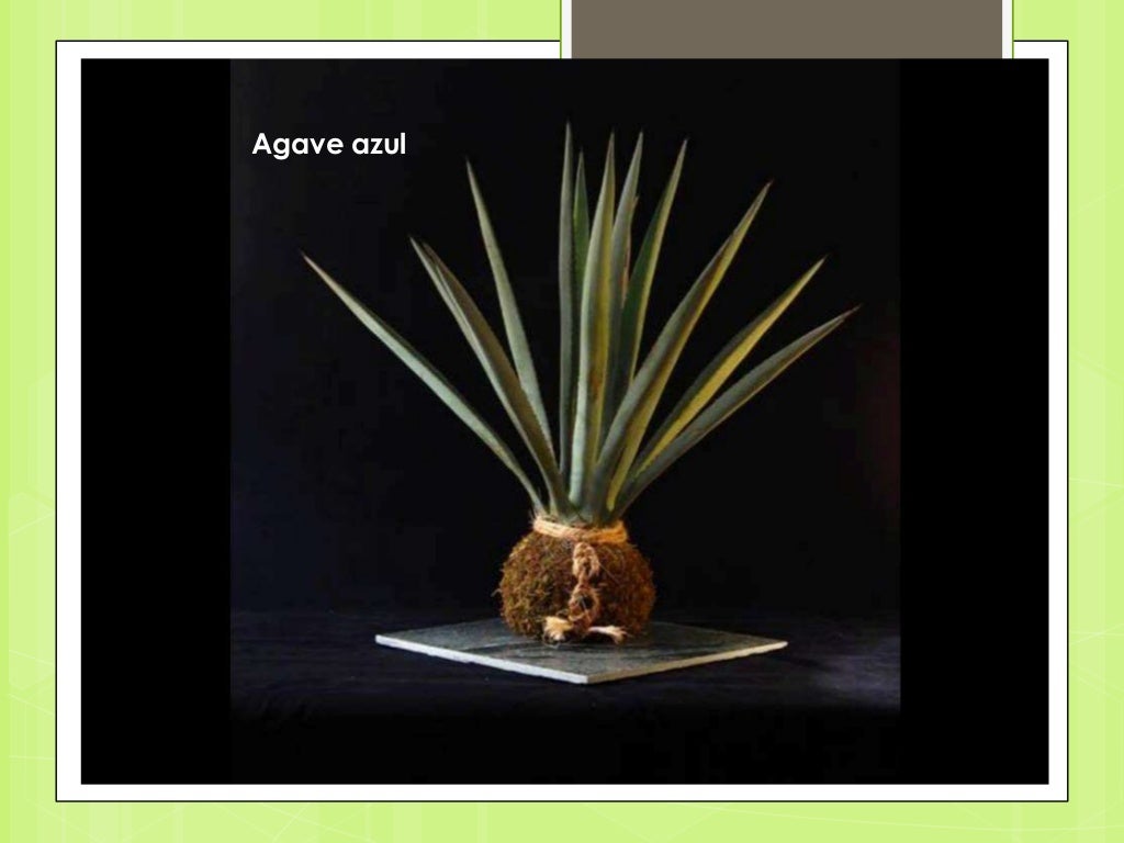 kokedama download free kokedama download free