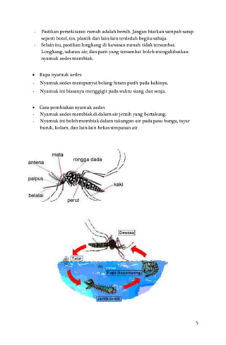 5
- Pastikan persekitaran rumah adalah bersih. Jangan biarkan sampah sarap
seperti botol, tin, plastik dan lain-lain terdedah begitu sahaja.
- Selain itu, pastikan longkang di kawasan rumah tidak tersumbat.
Longkang, saluran air, dan parit yang tersumbat boleh mengakibatkan
nyamuk aedes membiak.
 Rupa nyamuk aedes
- Nyamuk aedes mempunyai belang hitam putih pada kakinya.
- Nyamuk ini biasanya menggigit pada waktu siang dan senja.
 Cara pembiakan nyamuk aedes
- Nyamuk aedes membiak di dalam air jernih yang bertakung.
- Nyamuk ini boleh membiak dalam takungan air pada pasu bunga, tayar
buruk, kolam, dan lain-lain bekas simpanan air.
 