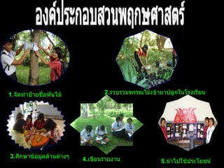 องค์ประกอบสวนพฤกษศาสตร์ 1. จัดทำป้ายชื่อพันไม้  2. รวบรวมพรรณไม้เข้ามาปลูกในโรงเรียน 3. ศึกษาข้อมูลด้านต่างๆ 4. เขียนรายงาน 5. นำไปใช้ประโยชน์ 