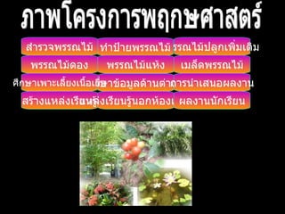 ภาพโครงการพฤกษศาสตร์ พรรณไม้ปลูกเพิ่มเติม ทำป้ายพรรณไม้ พรรณไม้แห้ง พรรณไม้ดอง สำรวจพรรณไม้ เมล็ดพรรณไม้ ศึกษาข้อมูลด้านต่าง ๆ ศึกษาเพาะเลี้ยงเนื้อเยื่อ การนำเสนอผลงาน สร้างแหล่งเรียนรู้ แหล่งเรียนรู้นอกห้องเรียน ผลงานนักเรียน 