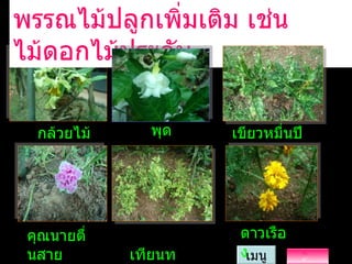 พรรณไม้ปลูกเพิ่มเติม   เช่น ไม้ดอกไม้ประดับ กล้วยไม้ พุด คุณนายตื่นสาย เมนู เขียวหมื่นปี ดาวเรือง เทียนทอง 