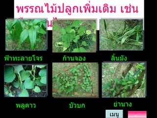 พรรณไม้ปลูกเพิ่มเติม   เช่น พืชสมุนไพร ฟ้าทะลายโจร ก้านจอง พลูคาว เมนู ลิ้นมังกร ย่านาง บัวบก 