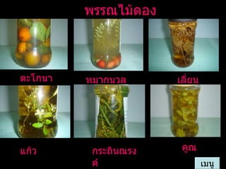พรรณไม้ดอง เมนู ตะโกนา หมากนวล เลี่ยน แก้ว กระถินณรงค์ คูณ 