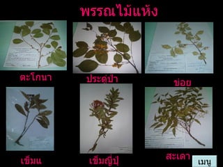 พรรณไม้แห้ง เมนู ตะโกนา ประดู่ป่า ข่อย เข็มแดง เข็มญี่ปุ่น สะเดา 