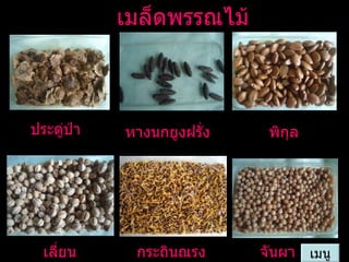 เมล็ดพรรณไม้ เมนู ประดู่ป่า หางนกยูงฝรั่ง พิกุล เลี่ยน กระถินณรงค์ จันผา 