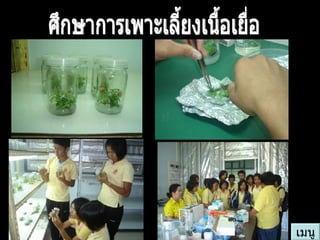 ศึกษาการเพาะเลี้ยงเนื้อเยื่อ เมนู 