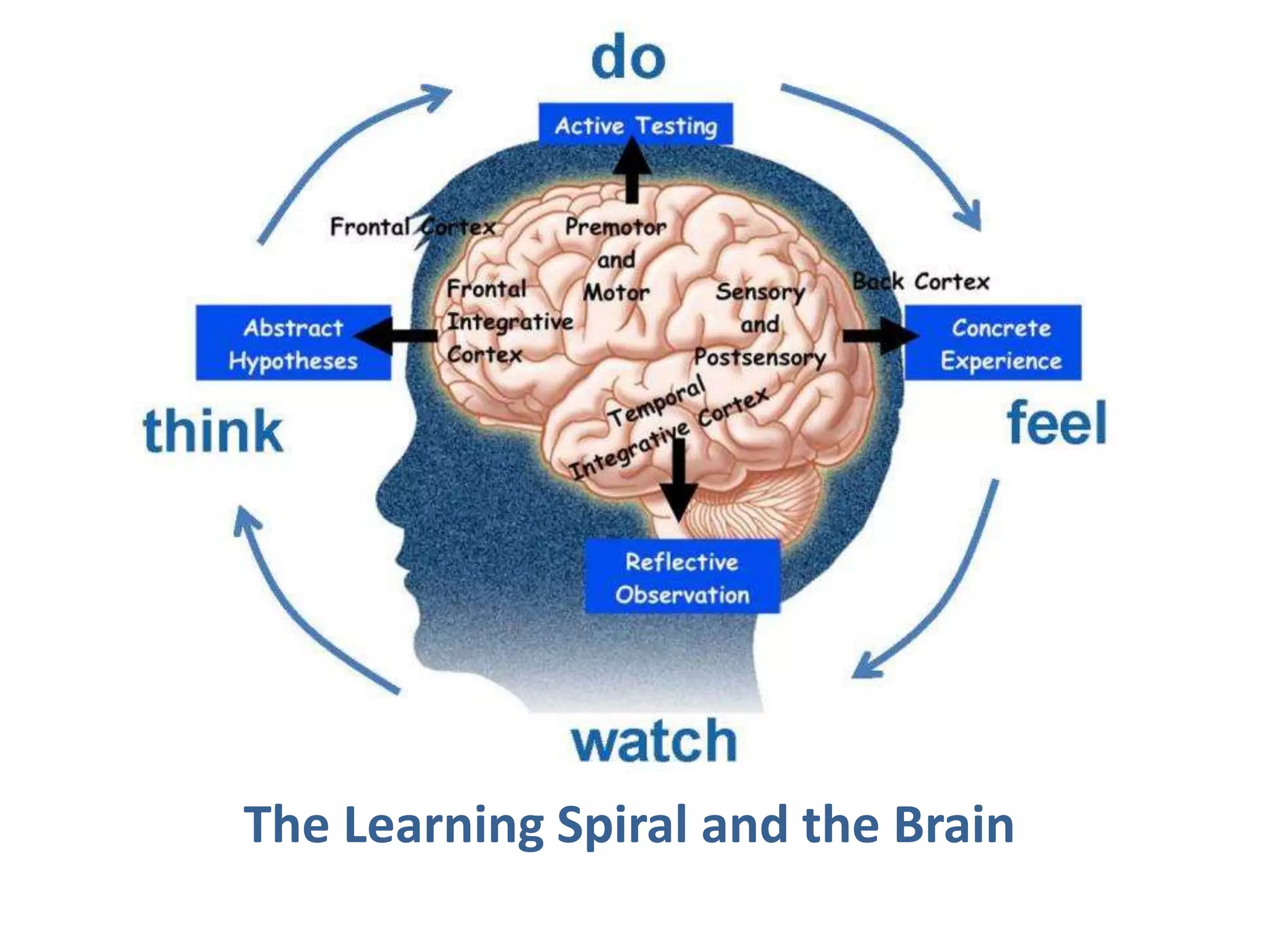 The Learning Spiral and the Brain
 
