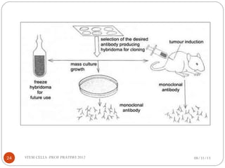 08/31/13STEM CELLS -PROF PRATIWI 201224
 