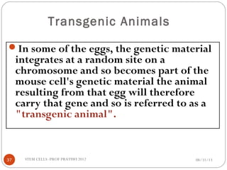 Transgenic Animals
In some of the eggs, the genetic material
integrates at a random site on a
chromosome and so becomes part of the
mouse cell's genetic material the animal
resulting from that egg will therefore
carry that gene and so is referred to as a
"transgenic animal".
08/31/1337 STEM CELLS -PROF PRATIWI 2012
 