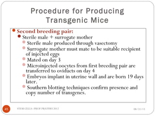 Second breeding pair:
Sterile male + surrogate mother
Sterile male produced through vasectomy
Surrogate mother must mate to be suitable recipient
of injected eggs
Mated on day 3
Microinjected oocytes from first breeding pair are
transferred to oviducts on day 4
Embryos implant in uterine wall and are born 19 days
later.
Southern blotting techniques confirm presence and
copy number of transgenes.
Procedure for Producing
Transgenic Mice
08/31/1345 STEM CELLS -PROF PRATIWI 2012
 