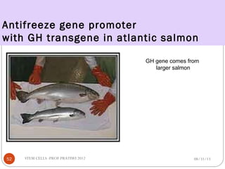 Antifreeze gene promoter
with GH transgene in atlantic salmon
GH gene comes from
larger salmon
08/31/1352 STEM CELLS -PROF PRATIWI 2012
 