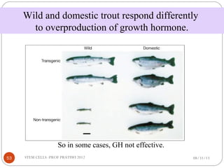 Wild and domestic trout respond differently
to overproduction of growth hormone.
So in some cases, GH not effective.
08/31/1353 STEM CELLS -PROF PRATIWI 2012
 