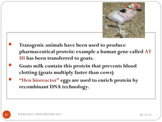  Transgenic animals have been used to produce
pharmaceutical protein: example a human gene called AT
III has been transferred to goats.
 Goats milk contain this protein that prevents blood
clotting (goats multiply faster than cows)
 “Hen bioreactor” eggs are used to enrich protein by
recombinant DNA technology.
08/31/1367 STEM CELLS -PROF PRATIWI 2012
 