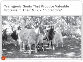 Transgenic Goats That Produce Valuable
Proteins in Their Milk – “Biorectors”
08/31/1368 STEM CELLS -PROF PRATIWI 2012
 