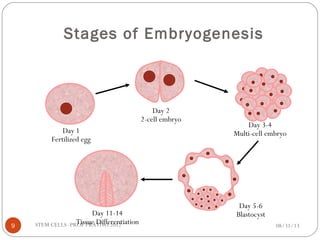 Stages of Embryogenesis
08/31/13STEM CELLS -PROF PRATIWI 20129
Day 1
Fertilized egg
Day 2
2-cell embryo
Day 3-4
Multi-cell embryo
Day 5-6
BlastocystDay 11-14
Tissue Differentiation
 