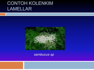 CONTOH KOLENKIM 
LAMELLAR 
sambucus sp 
 