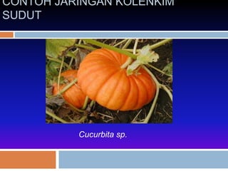 CONTOH JARINGAN KOLENKIM 
SUDUT 
Cucurbita sp. 
 