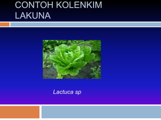 CONTOH KOLENKIM 
LAKUNA 
Lactuca sp 
 
