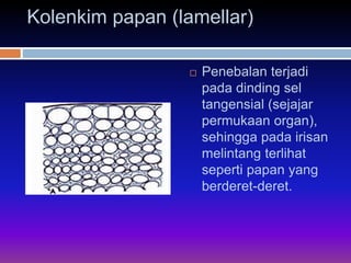 Kolenkim papan (lamellar) 
 Penebalan terjadi 
pada dinding sel 
tangensial (sejajar 
permukaan organ), 
sehingga pada irisan 
melintang terlihat 
seperti papan yang 
berderet-deret. 
 
