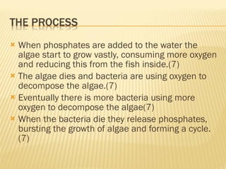 When phosphates are added to the water the algae start to grow vastly, consuming more oxygen and reducing this from the fish inside.(7) The algae dies and bacteria are using oxygen to decompose the algae.(7) Eventually there is more bacteria using more oxygen to decompose the algae(7) When the bacteria die they release phosphates, bursting the growth of algae and forming a cycle.(7) 