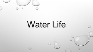 Water Life
 