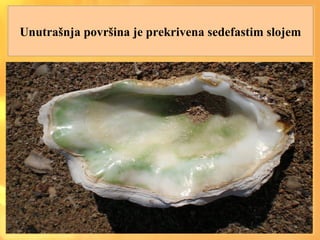 Unutrašnja površina je prekrivena sedefastim slojem
 
