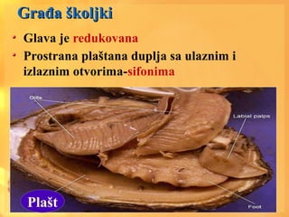 Građa školjkiGrađa školjki
Glava je redukovana
Prostrana plaštana duplja sa ulaznim i
izlaznim otvorima-sifonima
Plašt
 