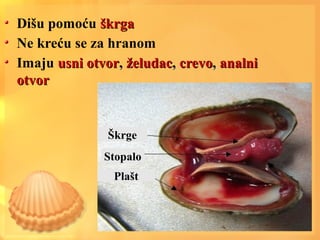 Dišu pomoću škrgaškrga
Ne kreću se za hranom
Imaju usni otvorusni otvor,, želudacželudac,, crevocrevo,, analnianalni
otvorotvor
Škrge
Stopalo
Plašt
 