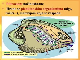 Filtracioni način ishrane
Hrane se planktonskim organizmima (alge,
račići...), materijom koja se raspada
 