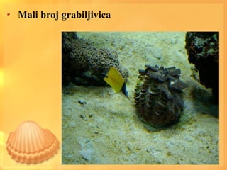 Mali broj grabiljivica
 