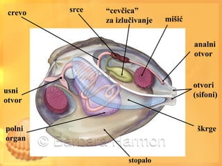 stopalo
škrge
analni
otvor
mišić
“cevčica”
za izlučivanje
crevo
usni
otvor
polni
organ
srce
otvori
(sifoni)
 