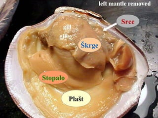 Srce
Škrge
Stopalo
Plašt
 