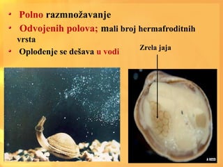 Polno razmnožavanje
Odvojenih polova; mali broj hermafroditnih
vrsta
Oplođenje se dešava u vodi
Zrela jaja
 