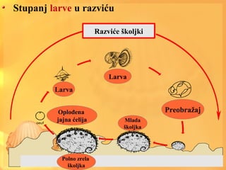 Stupanj larve u razviću
Larva
Larva
Preobražaj
Mlada
školjka
Razviće školjki
Polno zrela
školjka
Oplođena
jajna ćelija
 