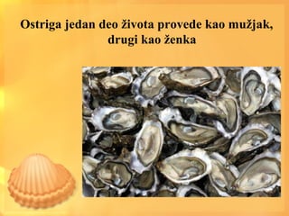 Ostriga jedan deo života provede kao mužjak,
drugi kao ženka
 
