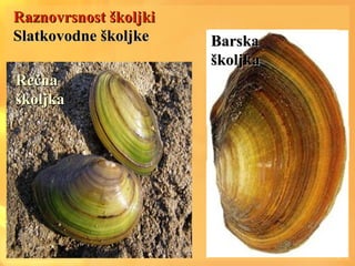 Raznovrsnost školjkiRaznovrsnost školjki
Slatkovodne školjkeSlatkovodne školjke
RečnaRečna
školjkaškoljka
BarskaBarska
školjkaškoljka
 
