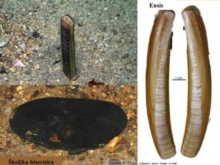 Ensis
Školjka bisernica
 