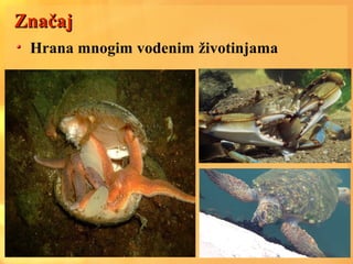 ZnačajZnačaj
Hrana mnogim vodenim životinjama
 