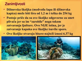 ZanimljivostiZanimljivosti
Džinovska školjka (medveđa šapa ili džinovska
kapica) može biti šira od 1,2 m i teška do 254 kg
Postoje priče da su ove školjke odgovorne za smrt
plivača jer su im “zarobile” nogu tokom
zatvaranja ljušture. Ovo NIJE istina, jer je
zatvaranje kapaka ove školjke isuviše sporo.
Ove školjke stvaraju bisere-najteži iznosi 6.37 kg
 