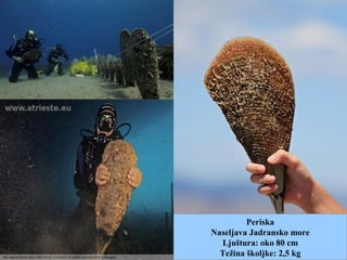 Periska
Naseljava Jadransko more
Ljuštura: oko 80 cm
Težina školjke: 2,5 kg
 