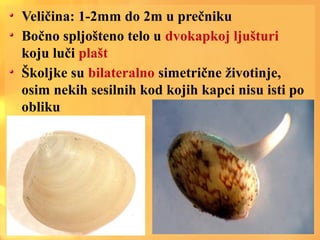 Veličina: 1-2mm do 2m u prečniku
Bočno spljošteno telo u dvokapkoj ljušturi
koju luči plašt
Školjke su bilateralno simetrične životinje,
osim nekih sesilnih kod kojih kapci nisu isti po
obliku
 