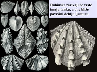 Dubinske zarivajuće vrste
imaju tanku, a one bliže
površini deblju ljušturu
 