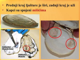 Prednji kraj ljušture je širi, zadnji kraj je uži
Kapci su spojeni mišićima
 