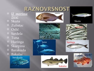    U morima
    žive:
   Skuša                               Skuša
   Zubatac                                 sardele
   Oslić
   Sardela
               oslić
   Tuna
   Haringa      tuna             haringa
   Škarpina
   Barakuda
   Bakalar                             škarpina
    barakuda


                        bakalar
 