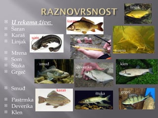 linjak


   U rekama žive:                šaran
   Šaran
   Karaš    som                     pastrmka
   Linjak
                                                         mrena
   Mrena
   Som
                   smuđ                                    klen
   Štuka                             deverika
   Grgeč

   Smuđ                  karaš
                                                 štuka     grgeč
   Pastrmka
   Deverika
   Klen
 