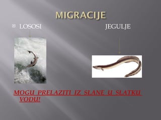    LOSOSI             JEGULJE




MOGU PRELAZITI IZ SLANE U SLATKU
 VODU!
 
