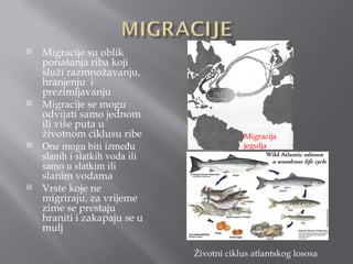    Migracije su oblik
    ponašanja riba koji
    služi razmnožavanju,
    hranjenju i
    prezimljavanju
   Migracije se mogu
    odvijati samo jednom
    ili više puta u
    životnom ciklusu ribe                   Migracija
   One mogu biti između                    jegulja
    slanih i slatkih voda ili
    samo u slatkim ili
    slanim vodama
   Vrste koje ne
    migriraju, za vrijeme
    zime se prestaju
    hraniti i zakapaju se u
    mulj

                                Životni ciklus atlantskog lososa
 